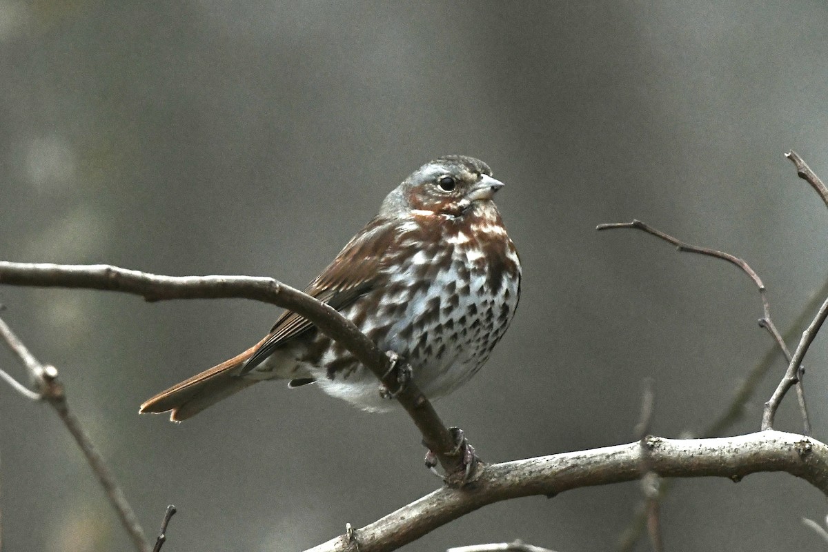 Fox Sparrow (Red) - ML614511794