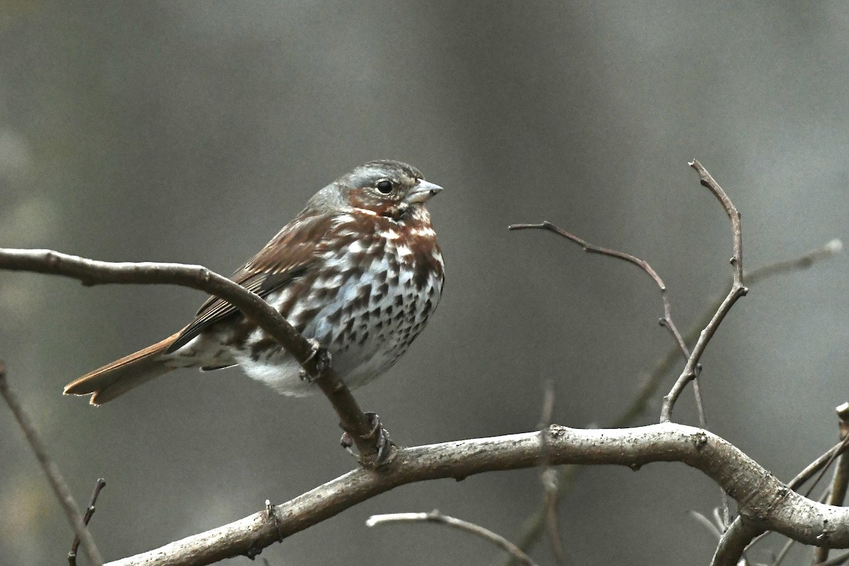 Fox Sparrow (Red) - ML614511795