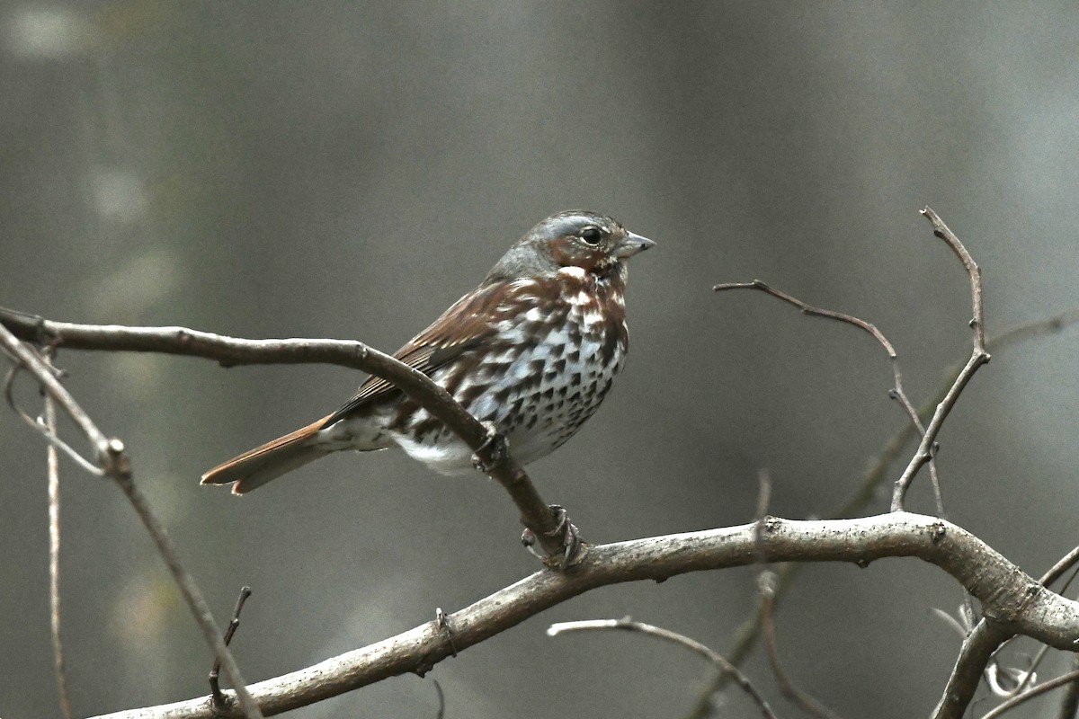 Fox Sparrow (Red) - ML614511796