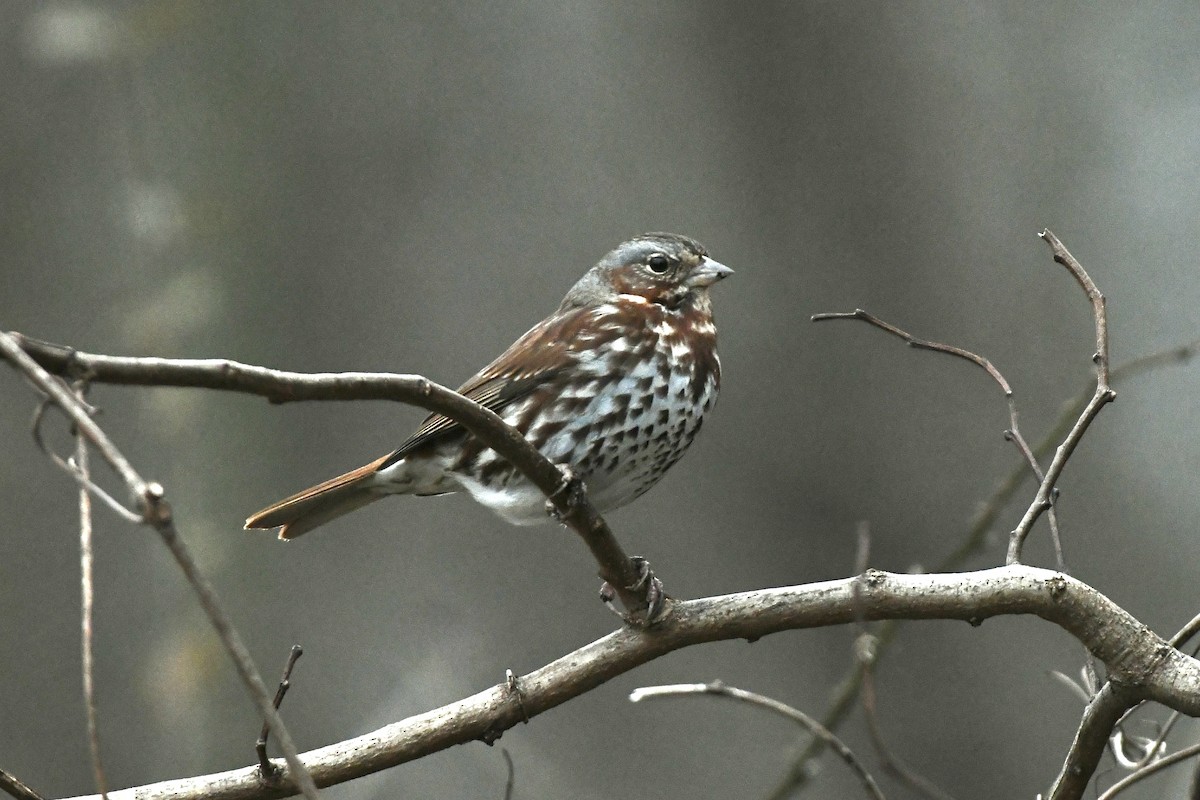 Fox Sparrow (Red) - ML614511797