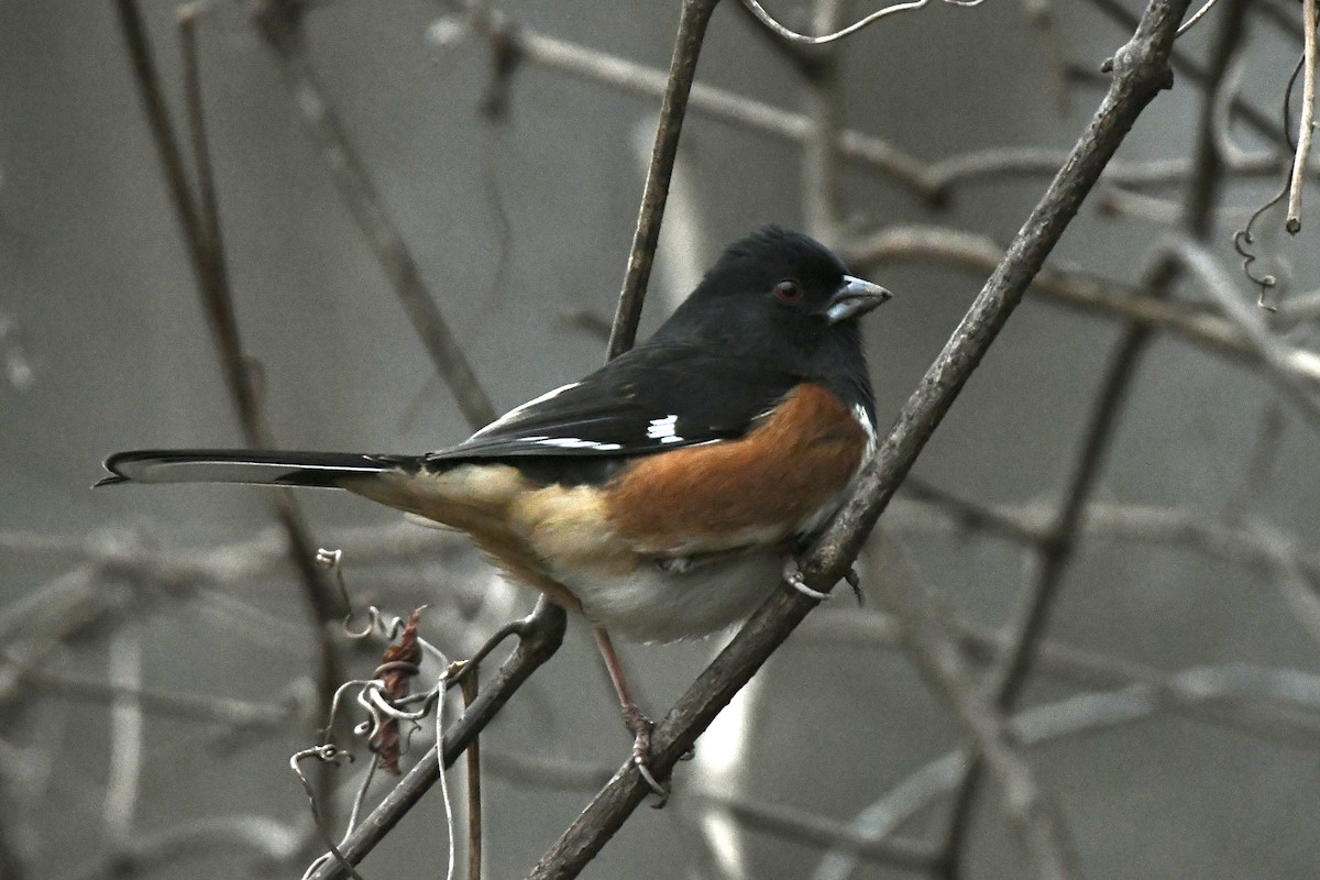 Eastern Towhee (Red-eyed) - ML614511801