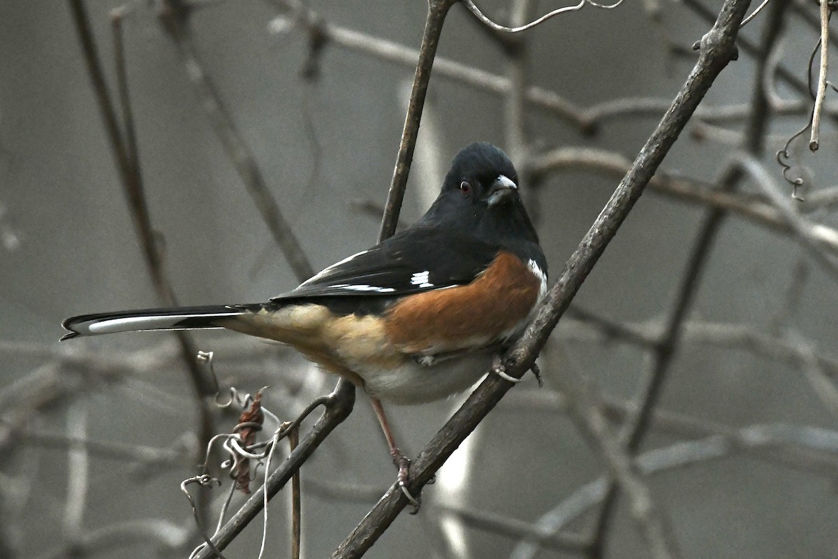 Eastern Towhee (Red-eyed) - ML614511802