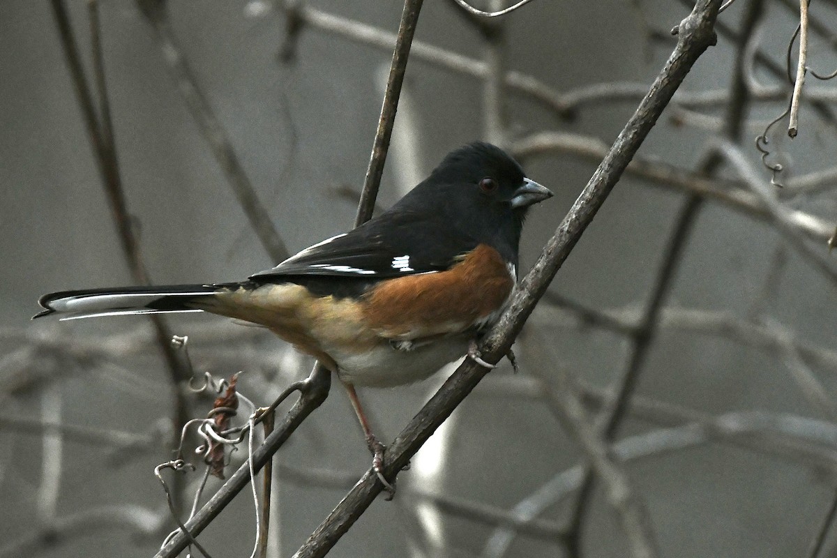 pipilo rudooký (ssp. erythrophthalmus/canaster) - ML614511803