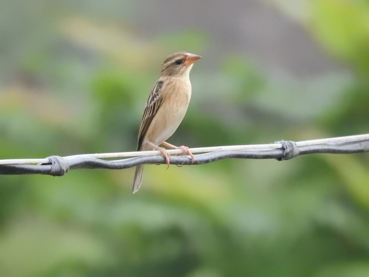 Baya Weaver - ML614511828