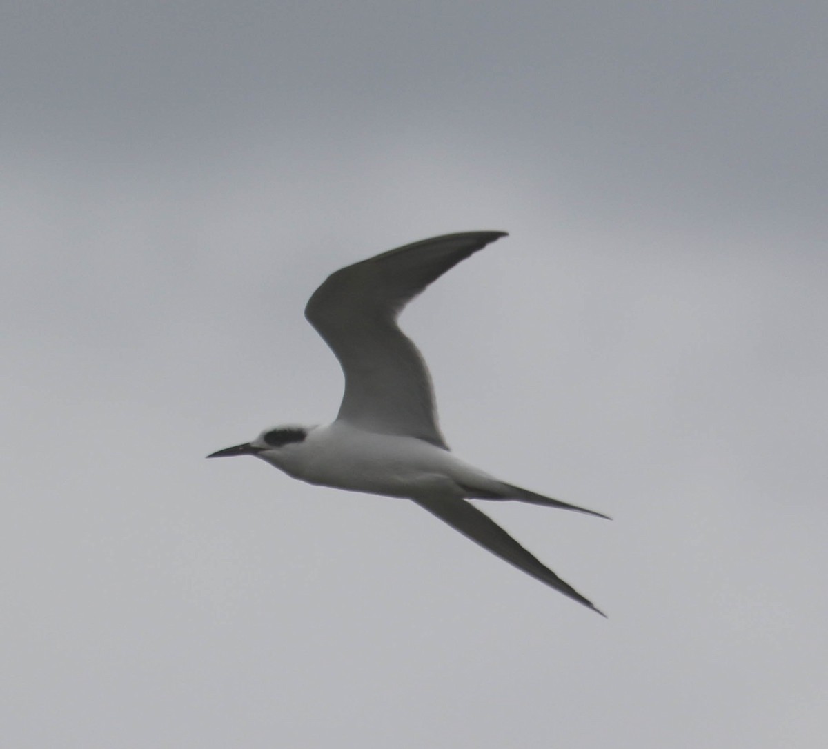 Forster's Tern - ML614511831