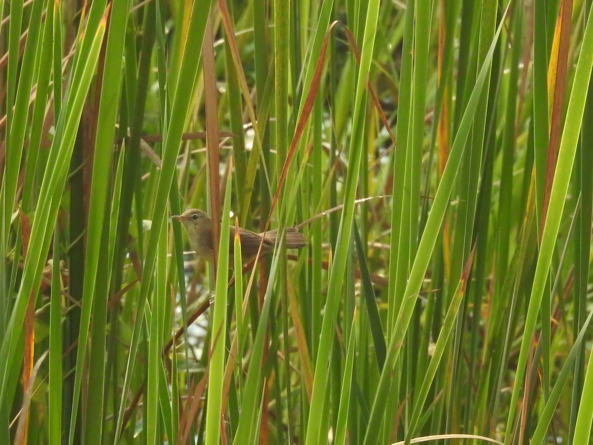 Paddyfield Warbler - ML614511847