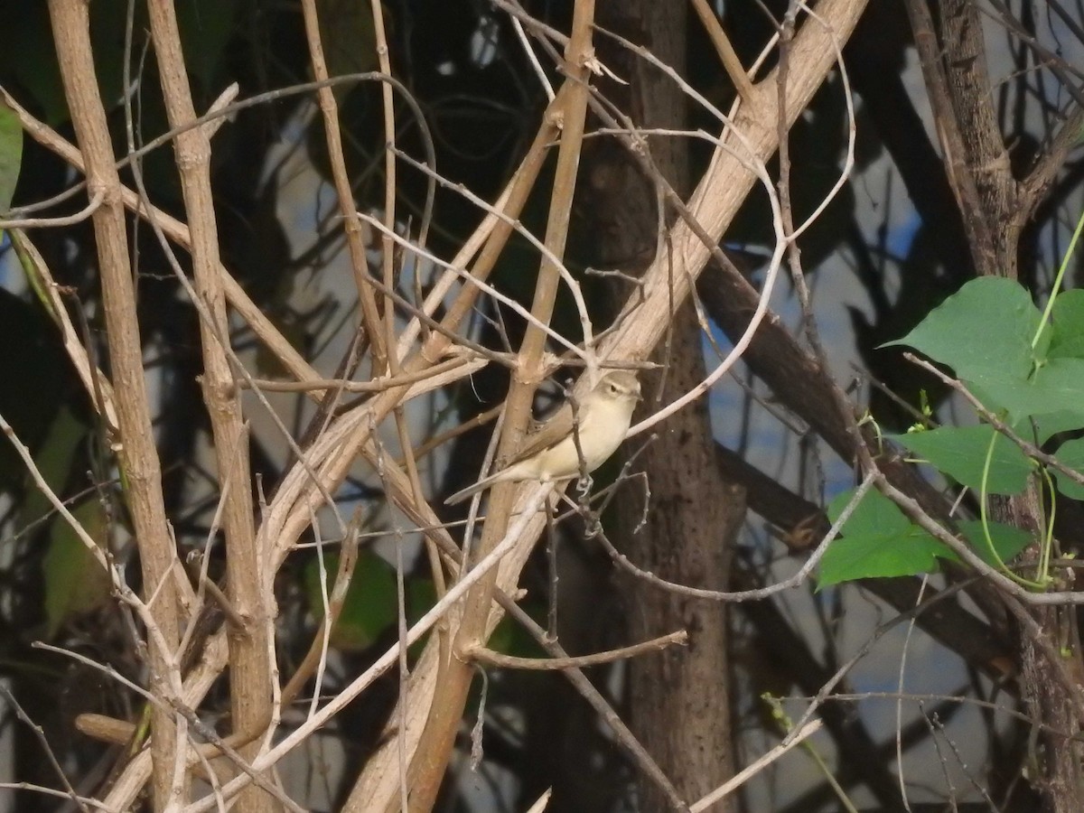 Booted Warbler - ML614511864