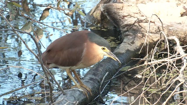 Nankeen Night Heron - ML614511963