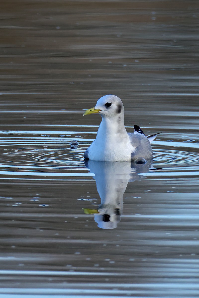 Gaviota Tridáctila - ML614512058