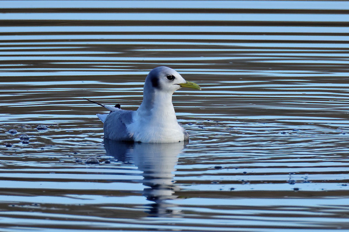 Black-legged Kittiwake - Doug Hommert