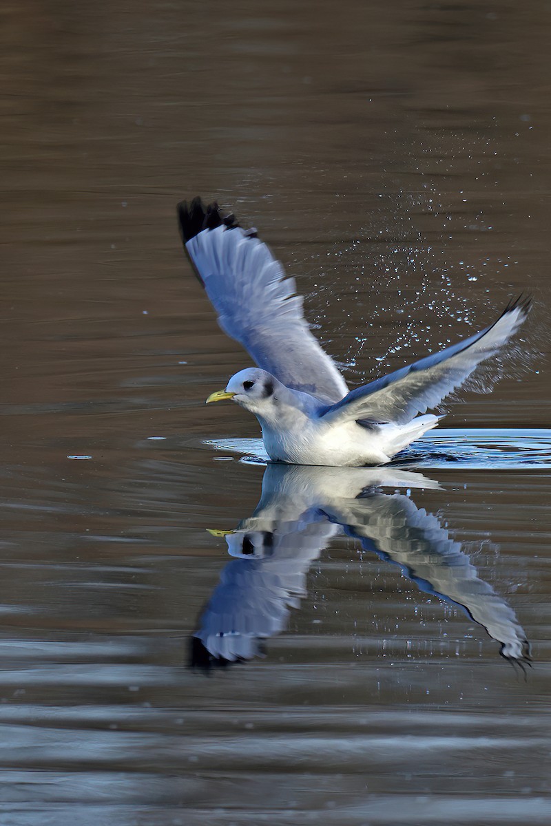 Gaviota Tridáctila - ML614512062