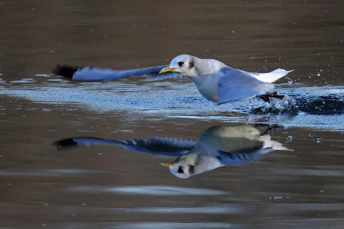 Gaviota Tridáctila - ML614512063