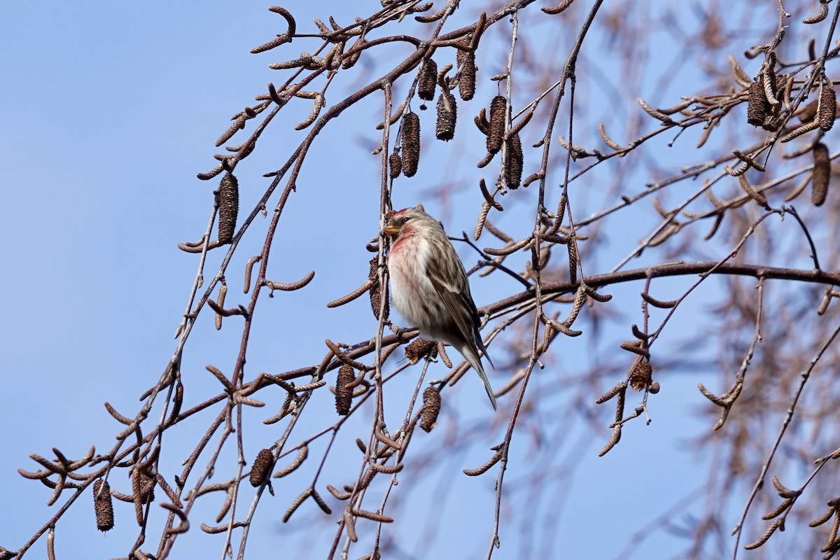 Common Redpoll - ML614512115