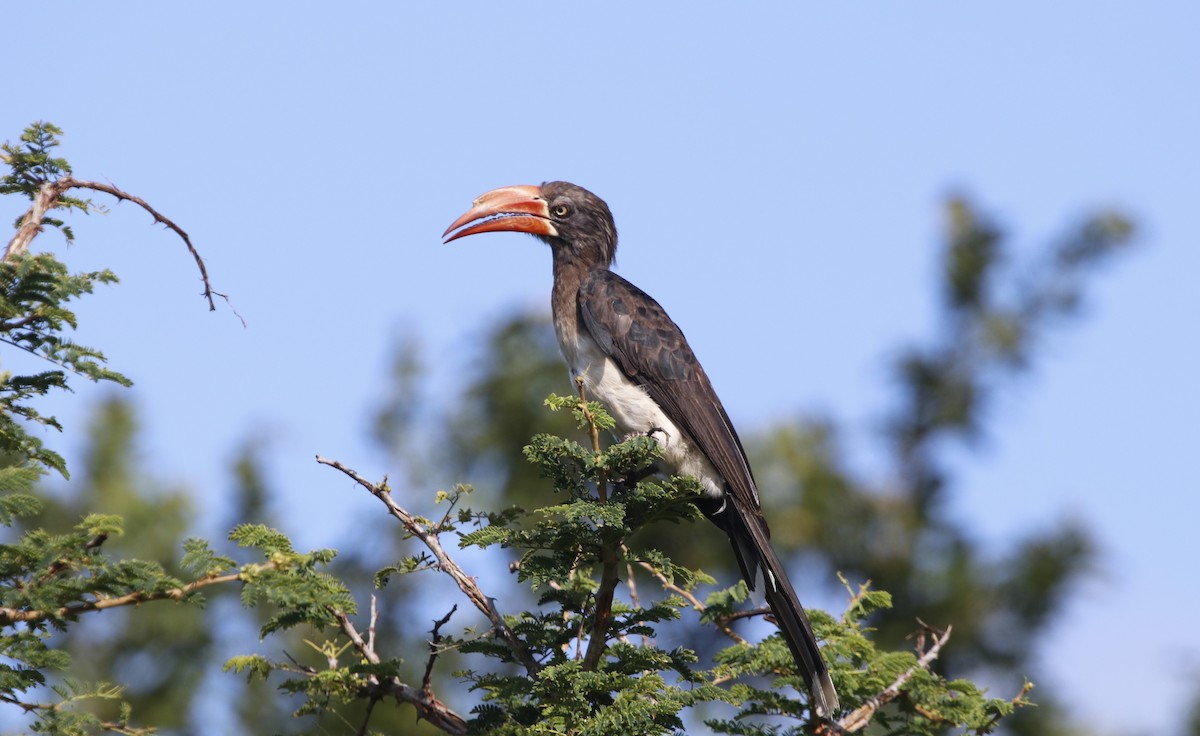 Crowned Hornbill - ML614512127