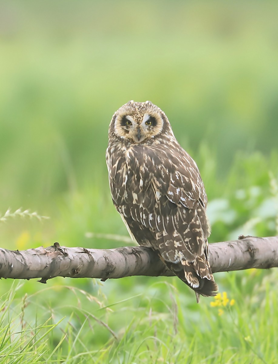 Short-eared Owl - ML614512128