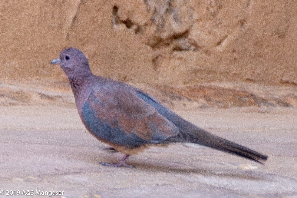 Laughing Dove - Bernadette and Amante Mangaser