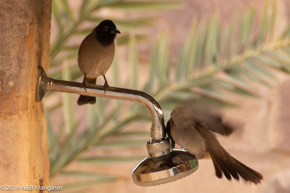 White-spectacled Bulbul - Bernadette and Amante Mangaser