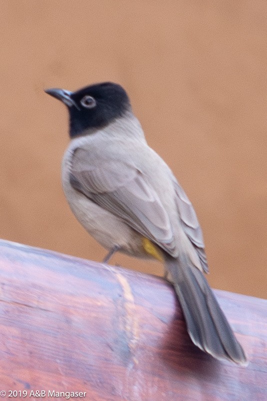 White-spectacled Bulbul - Bernadette and Amante Mangaser