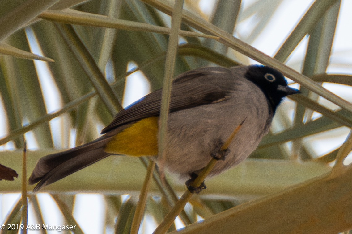 White-spectacled Bulbul - Bernadette and Amante Mangaser