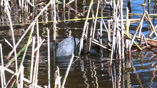 Eurasian Coot - ML614512199