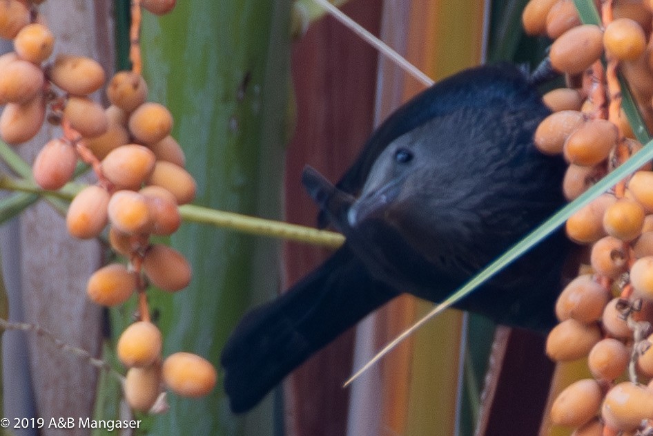 Tristram's Starling - ML614512202