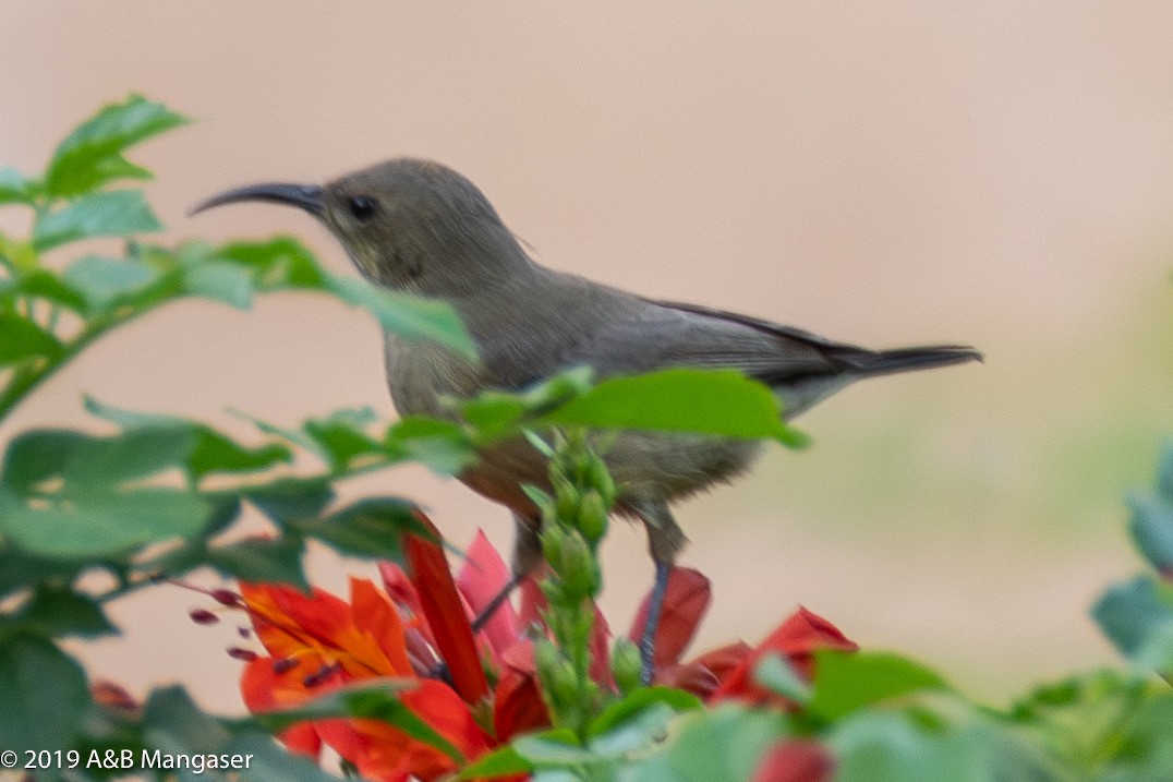 Palestine Sunbird - Bernadette and Amante Mangaser