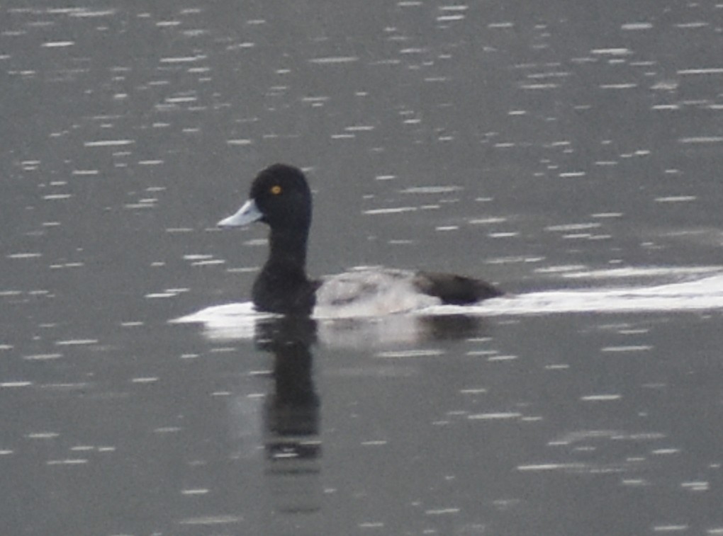 Greater Scaup - M. Rogers