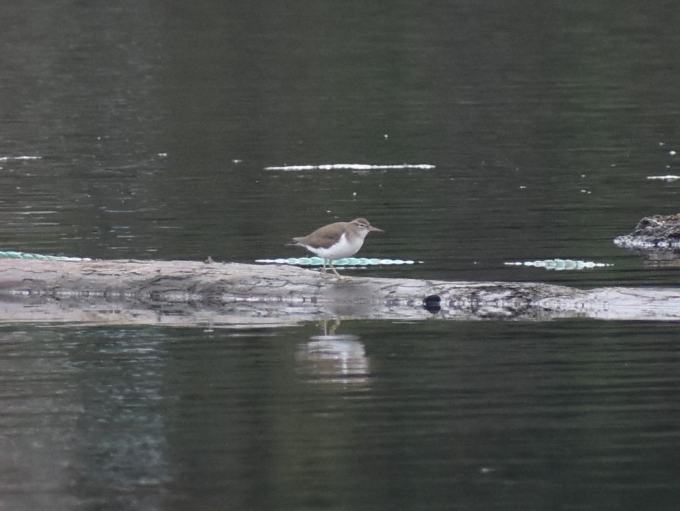 Spotted Sandpiper - M. Rogers