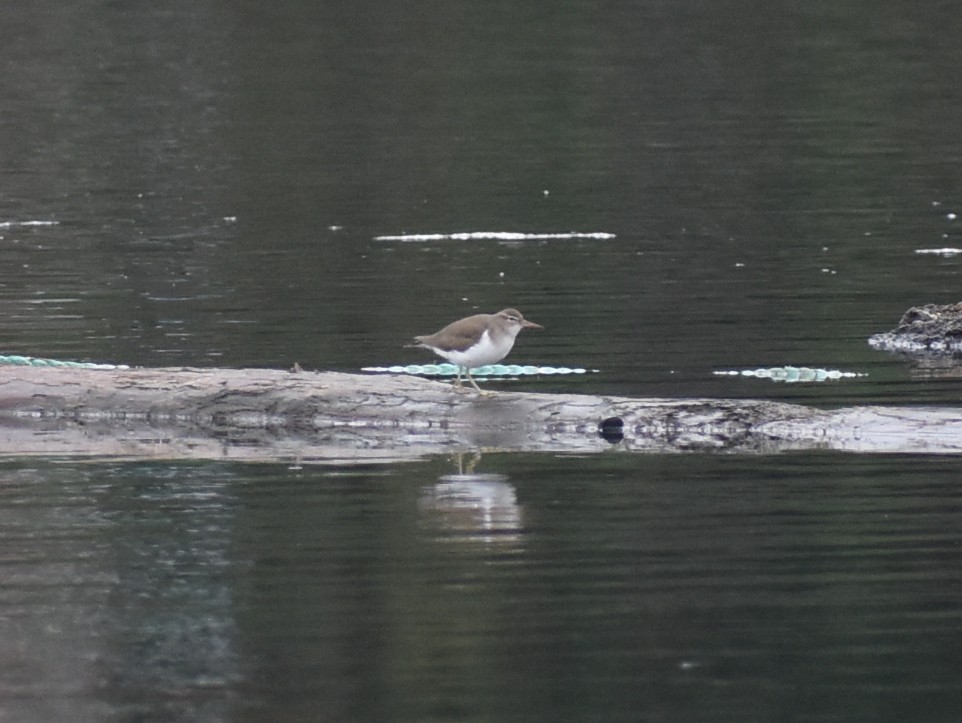 Spotted Sandpiper - ML614512268