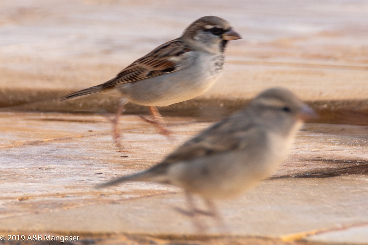 Spanish Sparrow - Bernadette and Amante Mangaser