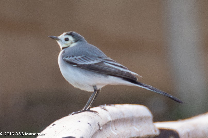 White Wagtail - Bernadette and Amante Mangaser
