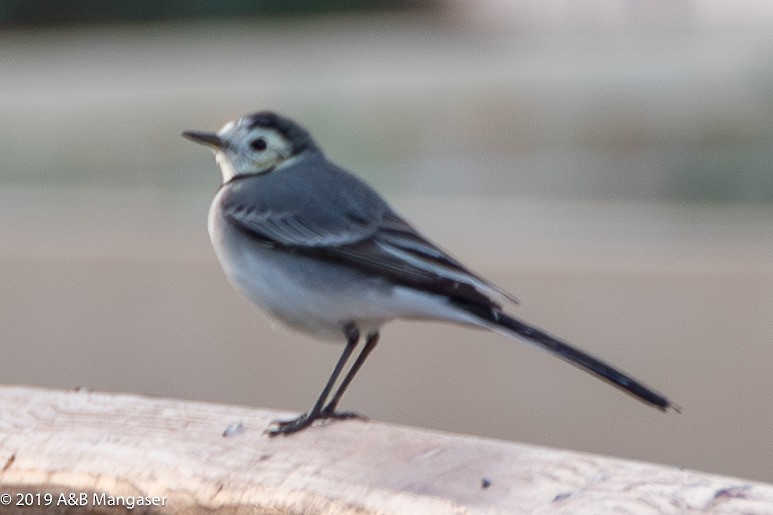 White Wagtail - Bernadette and Amante Mangaser