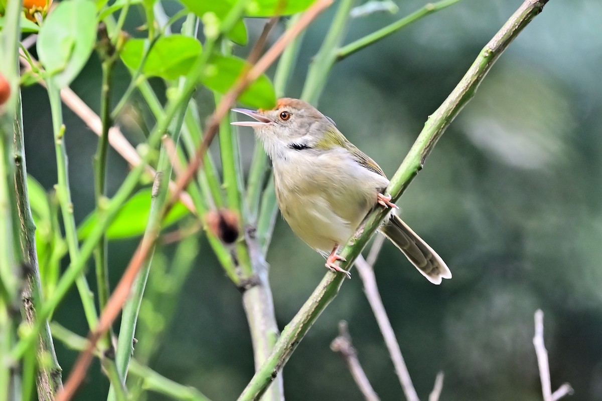 Common Tailorbird - Weber Tsai