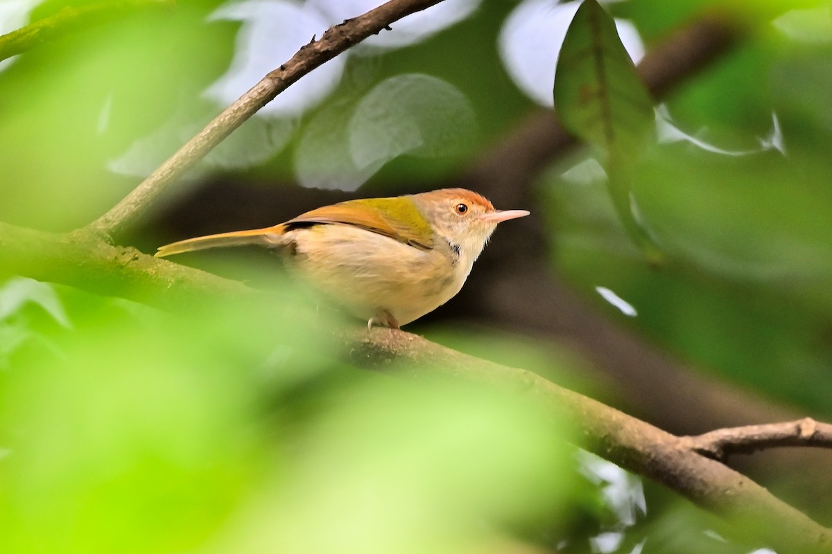 Common Tailorbird - Weber Tsai