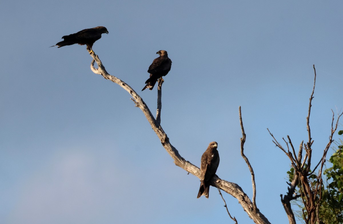 Black Kite - Tom Tarrant