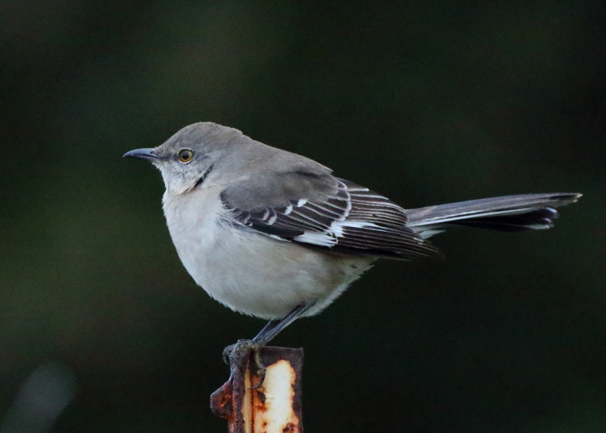 Northern Mockingbird - Kent Leland