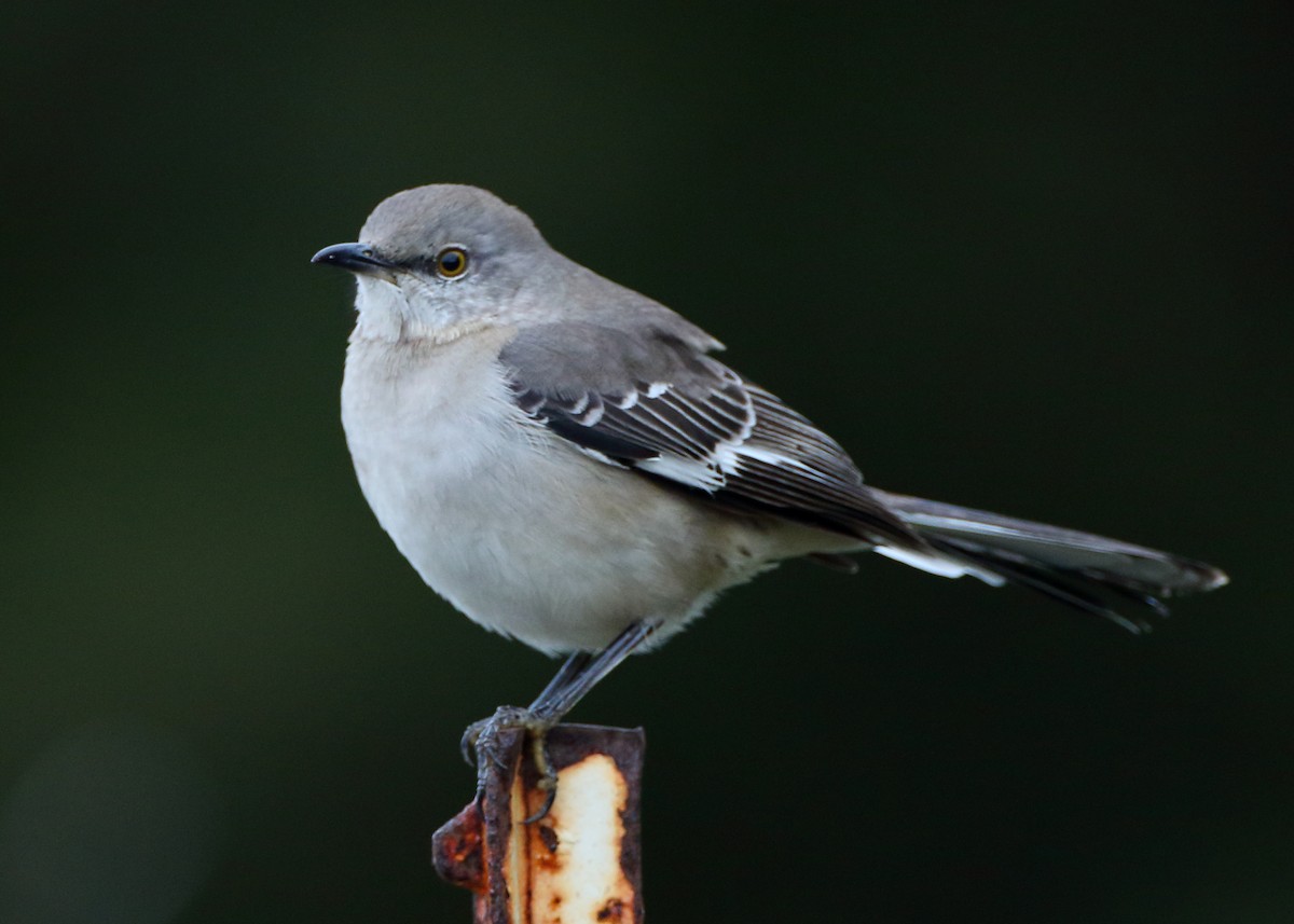 Northern Mockingbird - Kent Leland