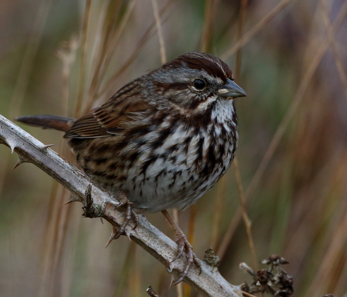 Song Sparrow - ML614512346