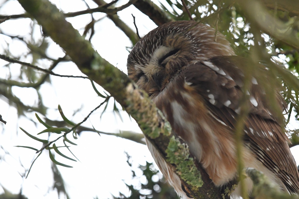 Northern Saw-whet Owl - Feipeng Huang