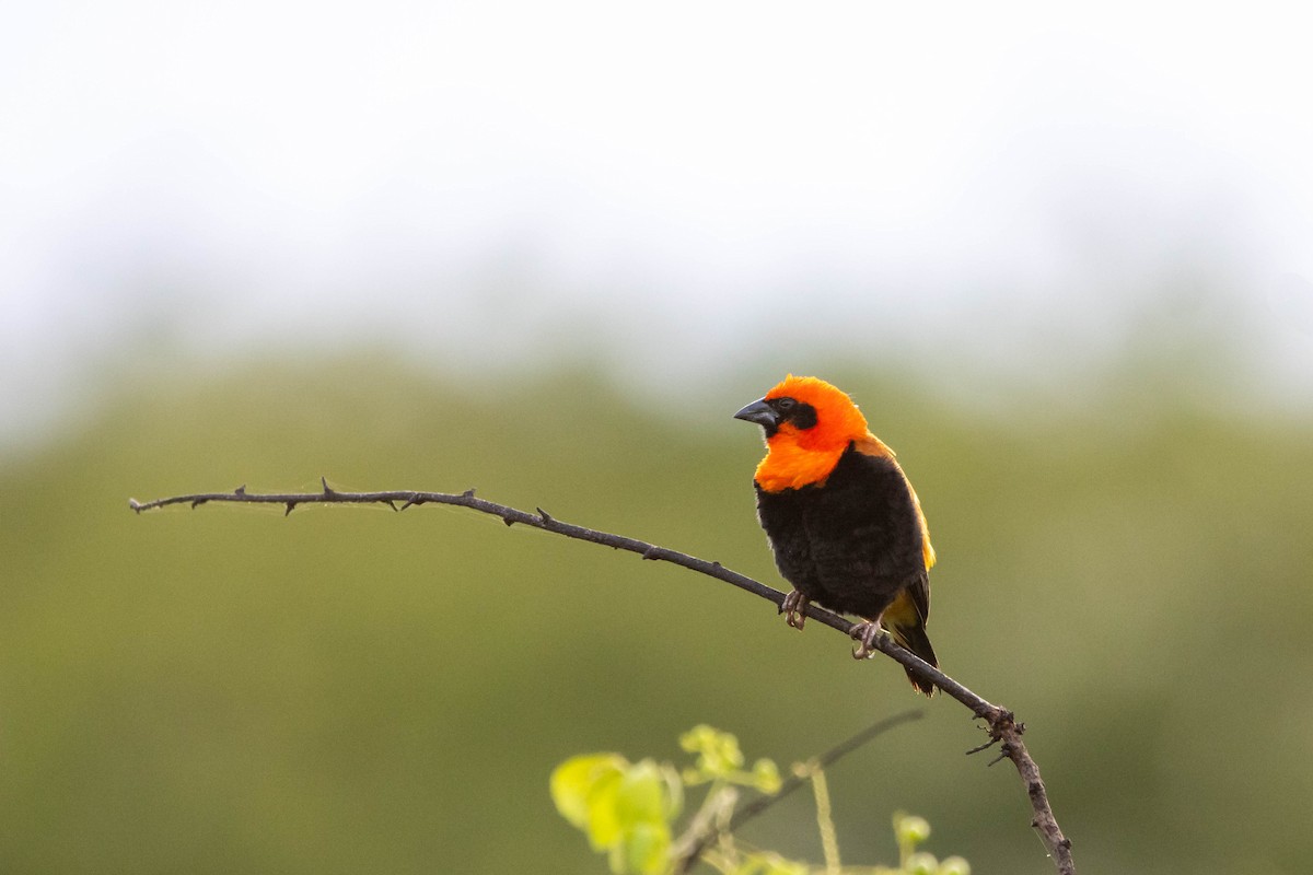 Black-winged Bishop - Damian Newmarch