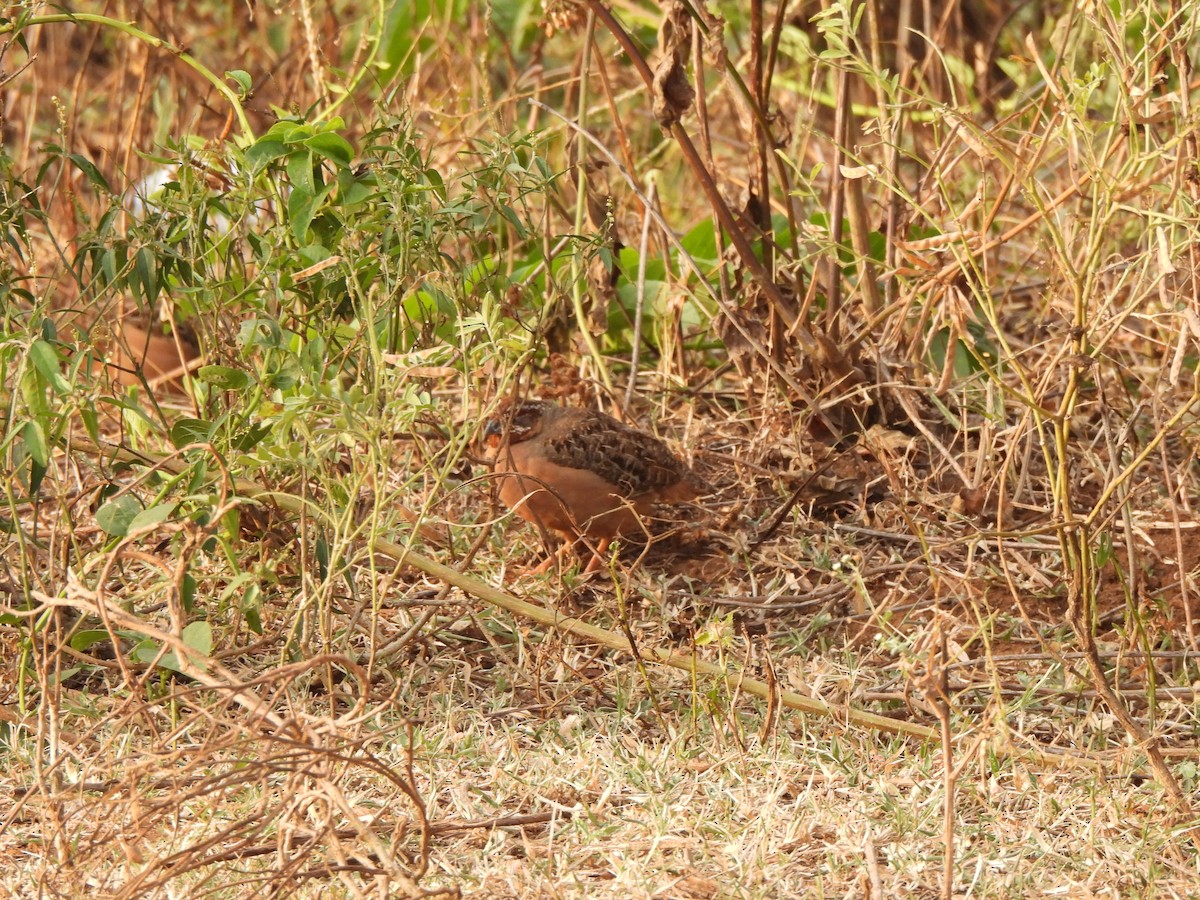 Jungle Bush-Quail - Shree Raksha