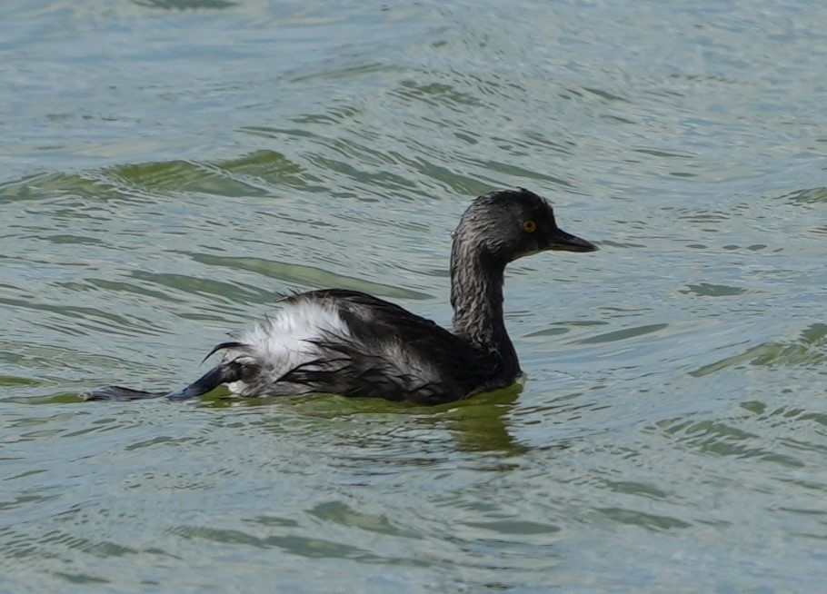 Least Grebe - ML614512391