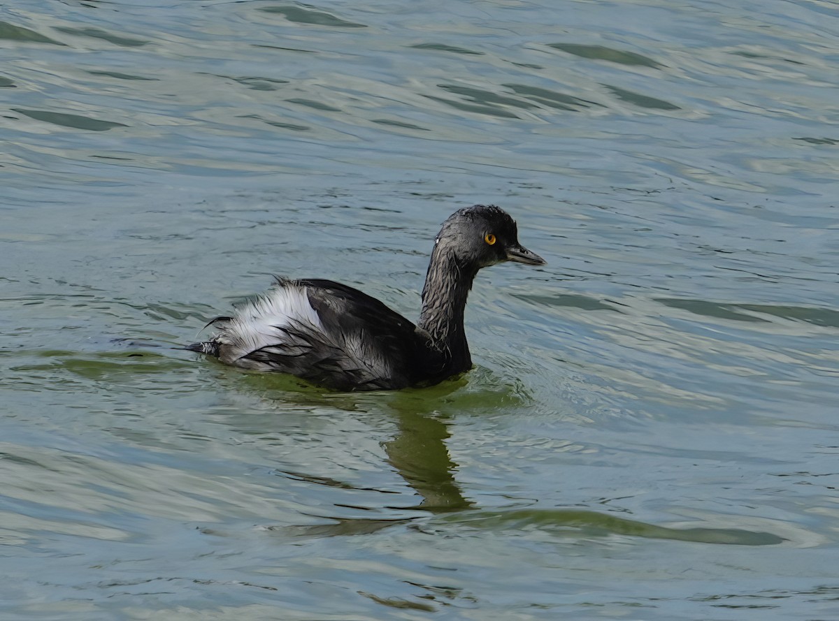 Least Grebe - ML614512394