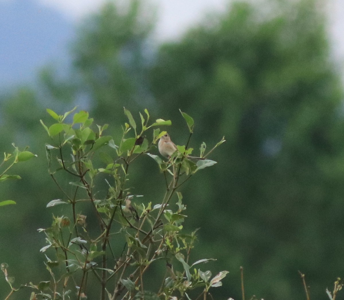 Emberiza sp. - ML614512406