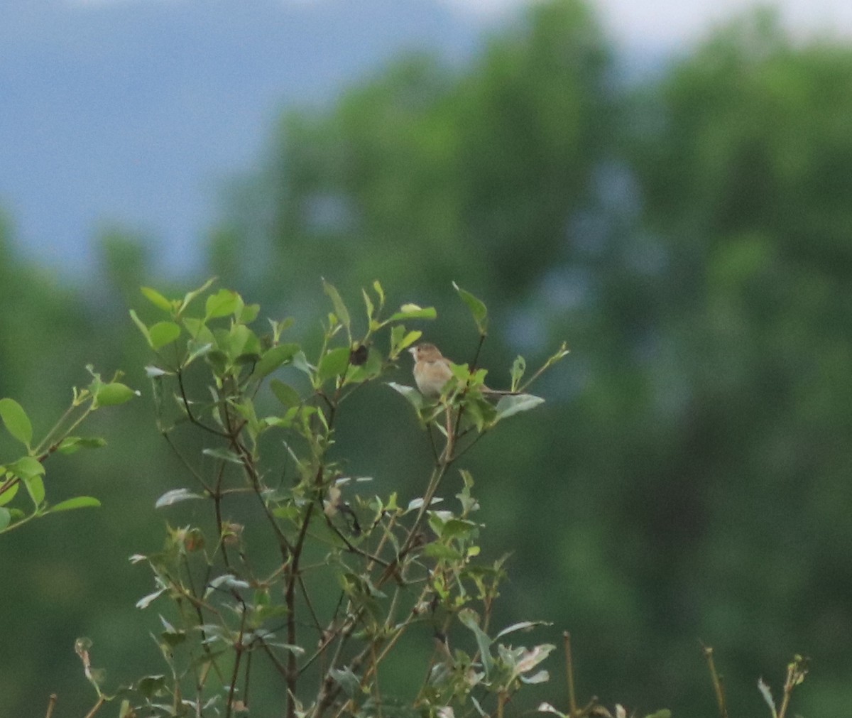 Emberiza sp. - ML614512409