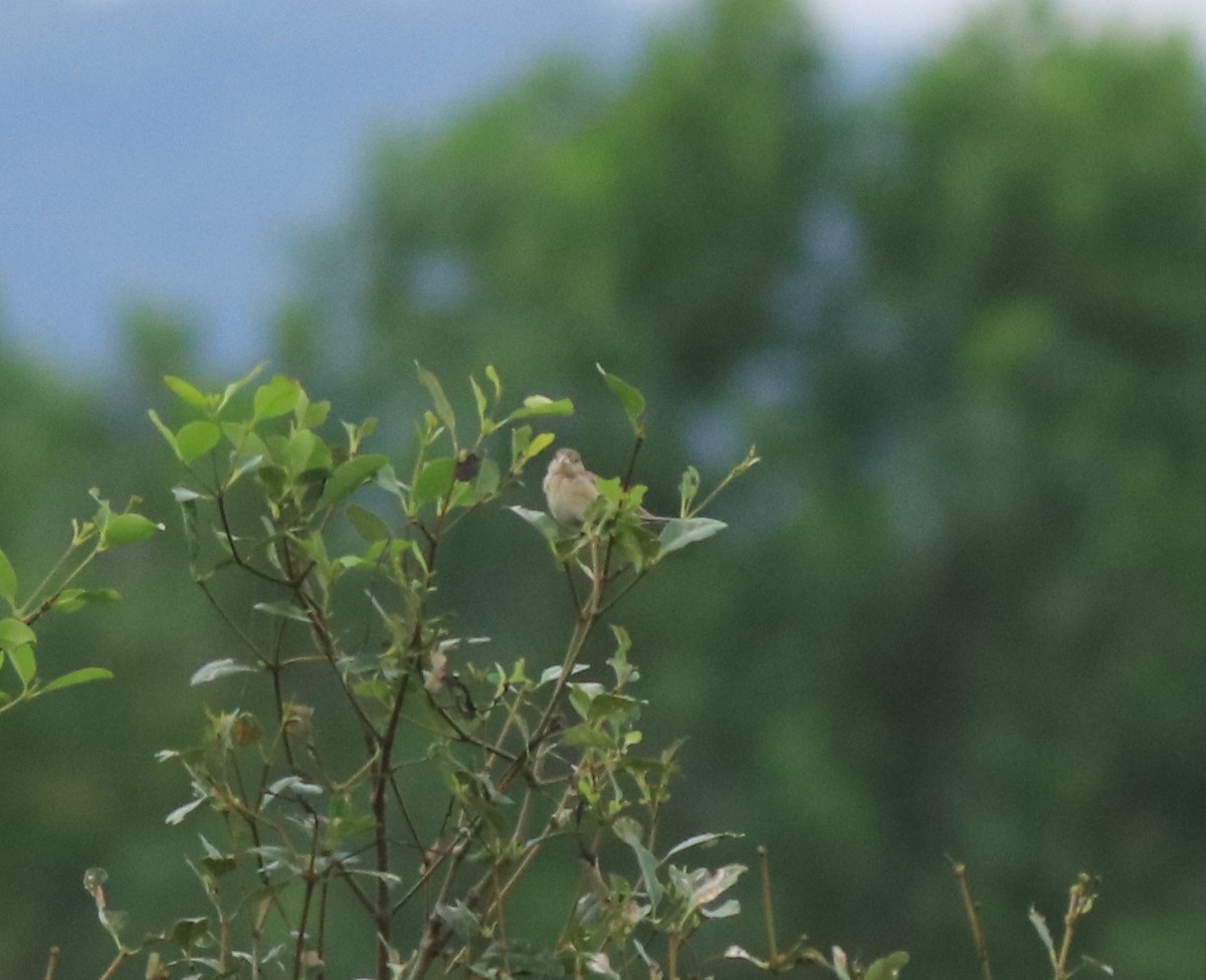 Emberiza sp. - ML614512410