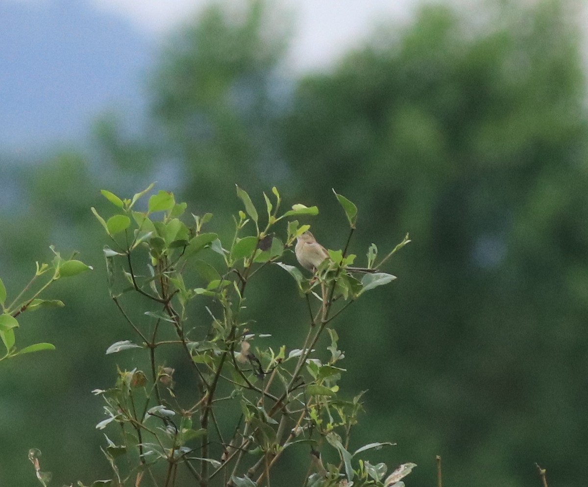 Emberiza sp. - ML614512411