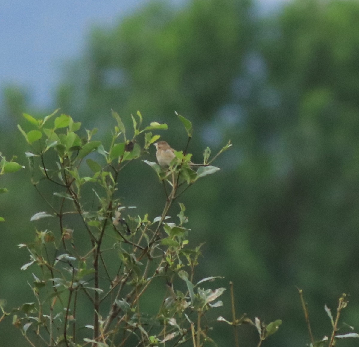 Emberiza sp. - ML614512412