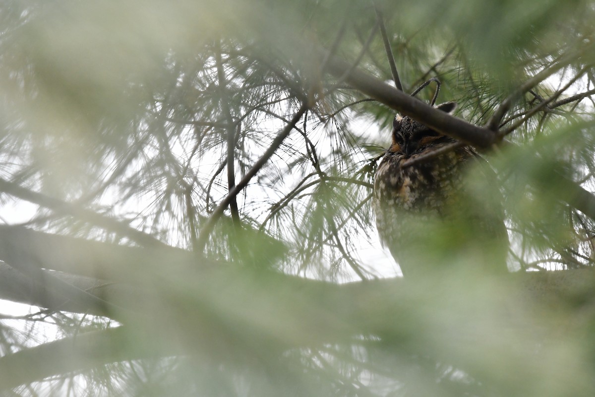 Long-eared Owl - Feipeng Huang