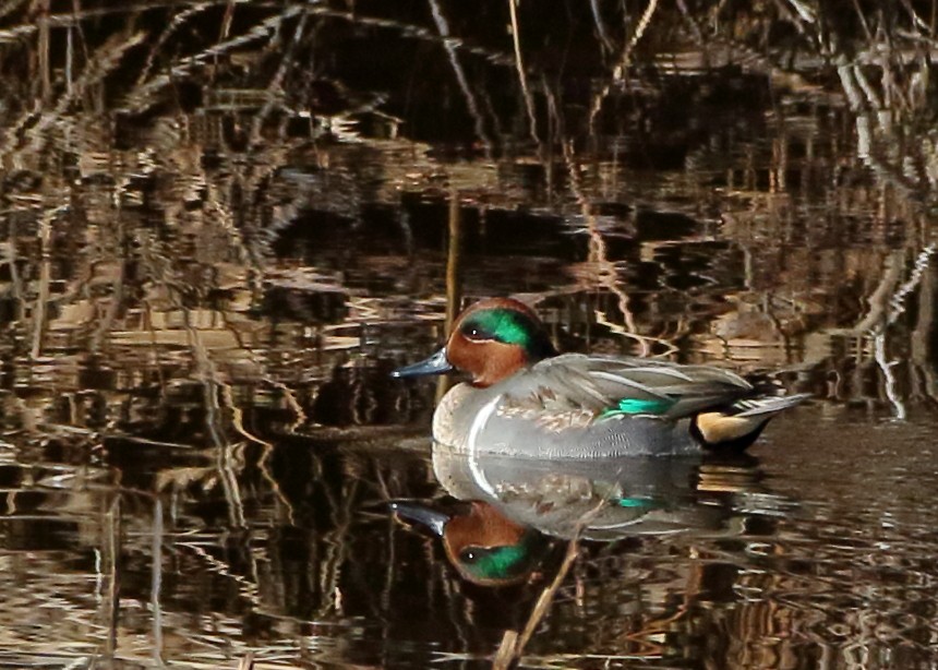 Green-winged Teal - ML614512473